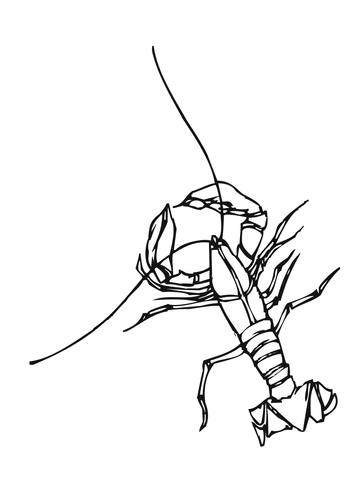 Crawfish Freshwater Crustacean Coloring Page